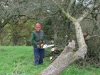 Restoring a fallen apple tree