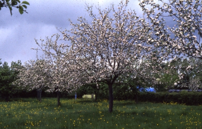Orchard in blossom